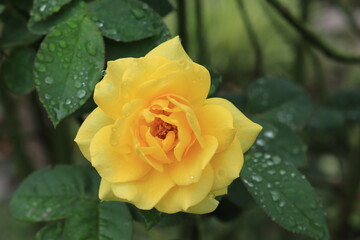 flowers seen in the Japanese gardenjapan,kanagawa