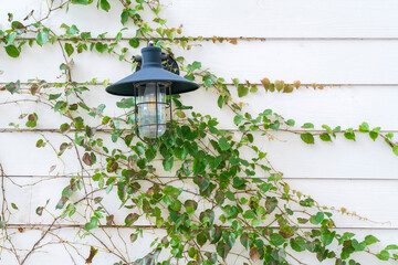Street lamp against wall with ivy