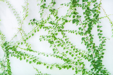 ivy leaves isolated on a white background