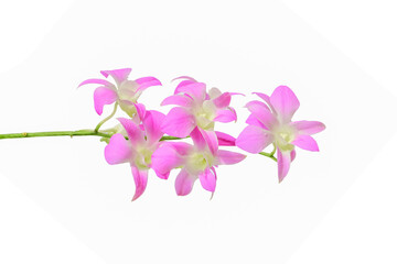 Purple orchid. Isolated on white background with clipping path