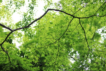 Fototapeta na wymiar Flowers and landscapes seen at the Botanical Garden of Wetlands,japan,kanagawa,
