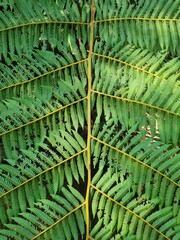green fern leaves