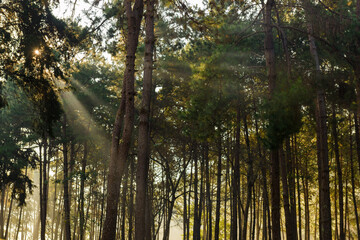 Obraz premium Pine forest, sunny early in the morning