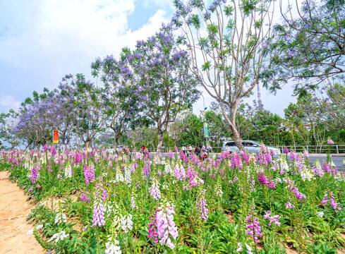 The foxglove flowers blossoming in the garden of the city park attracts tourists to visit and take photos in the summer morning in Da Lat, Vietnam.