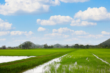 Beautiful green rice paddy field in sunny blue sky and white clouds surrounded by mountains in rural area in Thailand. Cultivation and harvest agricultural business in Asia.