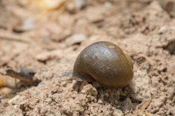 Cherry shells that are placed on the outdoor ground, close up.