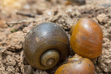 Cherry shells that are placed on the outdoor ground, close up.