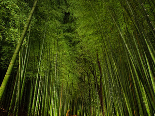 京都　竹の小径