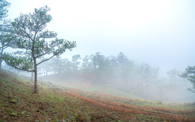 The scene of the pine forest on the hill covered with morning mist is very mysterious but beautiful and peaceful in the highlands of Vietnam