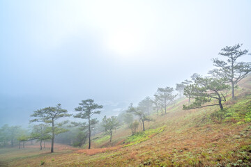 Fototapeta na wymiar The scene of the pine forest on the hill covered with morning mist is very mysterious but beautiful and peaceful in the highlands of Vietnam