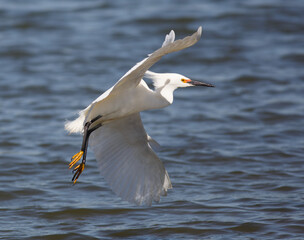 Fototapeta na wymiar Snowy Egret Landing on a Pond in Martinez California