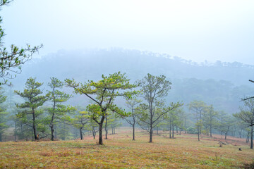 The scene of the pine forest on the hill covered with morning mist is very mysterious but beautiful and peaceful in the highlands of Vietnam