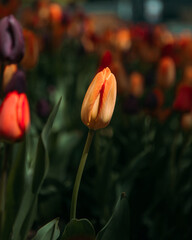 Moody Downtown Chicago colorful tulips in a flower bed in the streets of the urban city