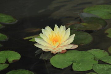 Water lily floating in the pond,japan,kanagawa