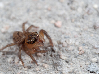 Macro Photo of Jumping Spider on The Floor