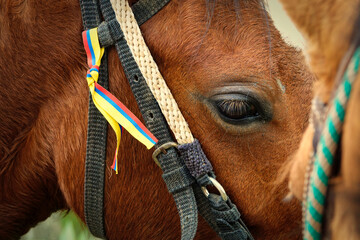 closeup of horse with flag of colombia