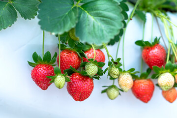 Red ripe strawberries on the rack in the garden. This fruit is rich in vitamin C and minerals beneficial to human health