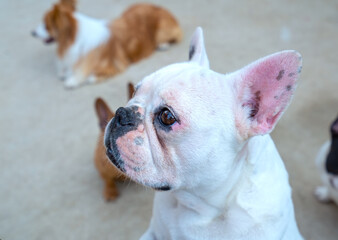 Bulldog portrait in domesticated pet. They have a saggy face and wrinkled skin but are very friendly to humans