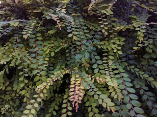 leaves background