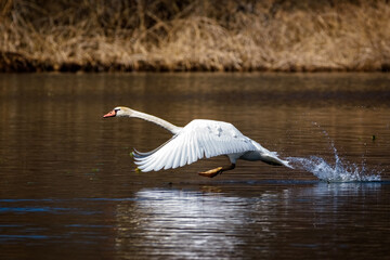 Mute Swan taking off to fly