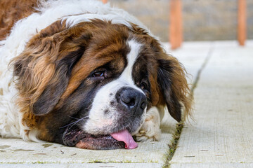 Closeup of Saint Bernard resting on a cement patio after hard play
