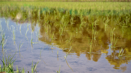 Rural landscape in Japan. rice planting.
