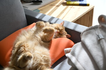 ソファで昼寝する猫（マンチカン）
