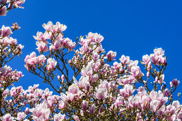 Fototapeta na wymiar Magnificent pink magnolia blooming on a sunny spring day, against a clear blue sky 