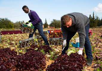 Male workers harvesting lettuce on the field and put in boxes. High quality photo