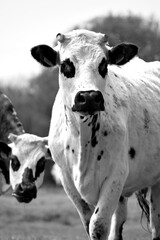 black and white cow