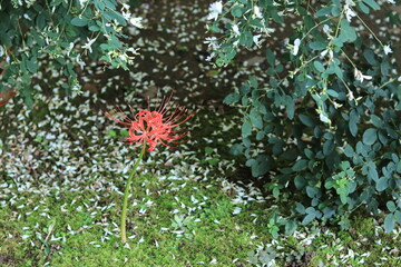 Cluster amaryllis(spider lily) blooming in the shrine,japan,kanagawa