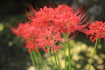 Cluster amaryllis(spider lily) blooming in the shrine,japan,kanagawa