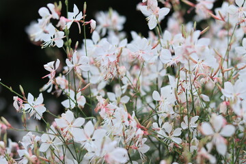 Flowers such as cosmos taken in autumn,kanagawa,japan