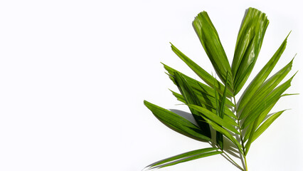 Green leaves of palm tree on white. Copy space