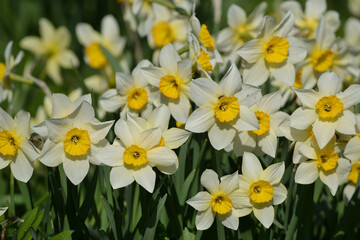 Fototapeta premium White spring flowers daffodils in the garden on a blurred background of tall trees and sky. Spring view.