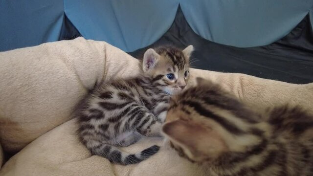 Two little bengal kittens playing with each other.