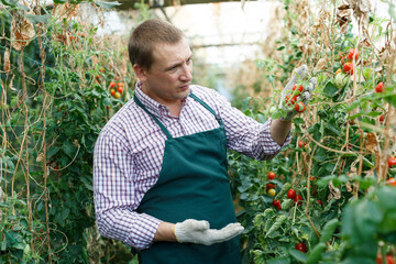 Man gardener attentively working with harvest of tomatoes in greenhouse indoor