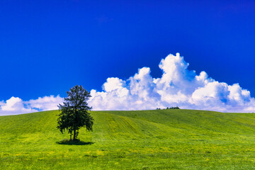 丘の町・美瑛の一本の木