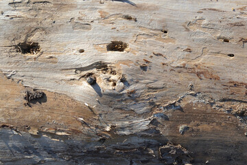The texture of natural rough wood with insect moves on the surface.