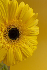 One yellow gerbera flower on yellow background