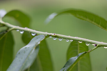 water drops on a grass 緑の水滴#1