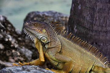 Closeup of iguana lizard basking in the sun South Florida.