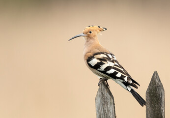 Eurasian hoopoe bird ( Upupa epops ) close up © Piotr Krzeslak