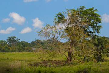 Landscape with Trees