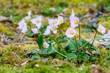 Delicate white and pink blooms of Trillium Rivale in an alpine garden
