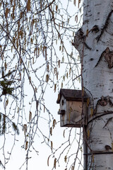 An old wooden birdhouse hangs high on a birch tree.
