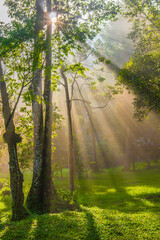 Sun Rays in the Forest
