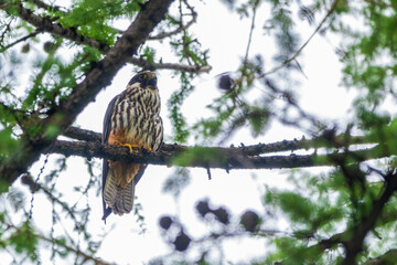 Eurasian hobby, falco subbuteo, sitting on top of larch tree. Cute majestic falcon bird of prey in wildlife.