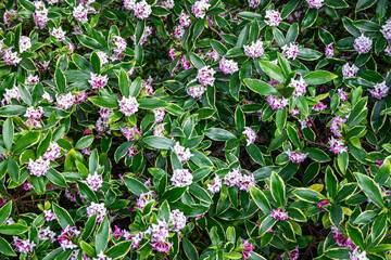 Winter Daphne in full bloom, white and pink flowers, with variegated leaves, as a nature background
