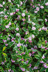 Winter Daphne in full bloom, white and pink flowers, with variegated leaves, as a nature background
